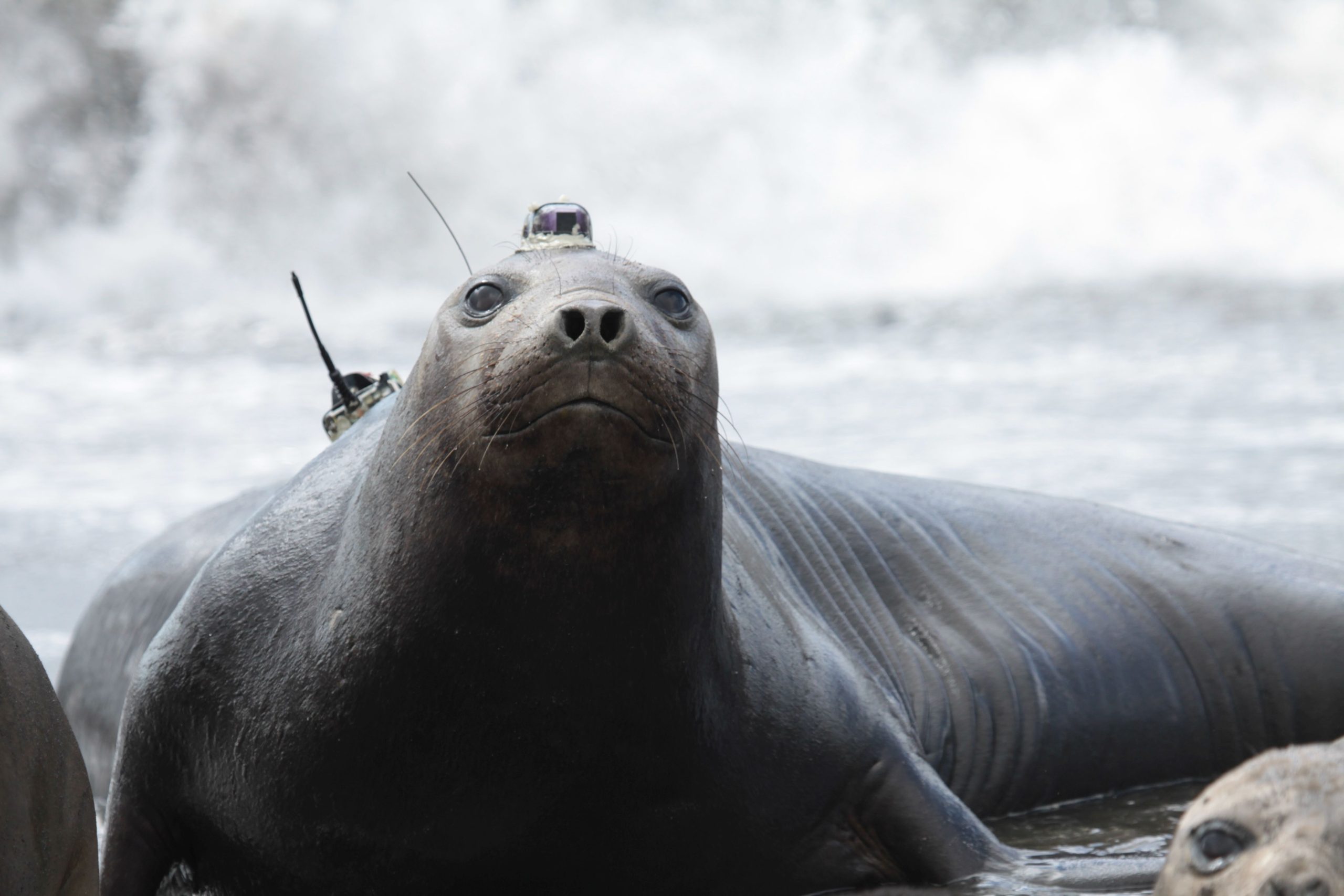 Sleeping elephant seals help scientists find elusive whales in remote ...