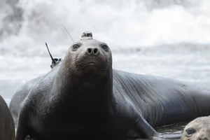 Southern elephant seal with acoustic tag Southern elephant seal with acoustic tag