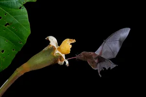 Orange nectar bat Juan Carlos Vindas/ Getty Images