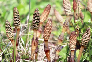 Field horsetail (Equisetum arvense) blooms in nature. Field horsetail (Equisetum arvense) blooms in the wild.