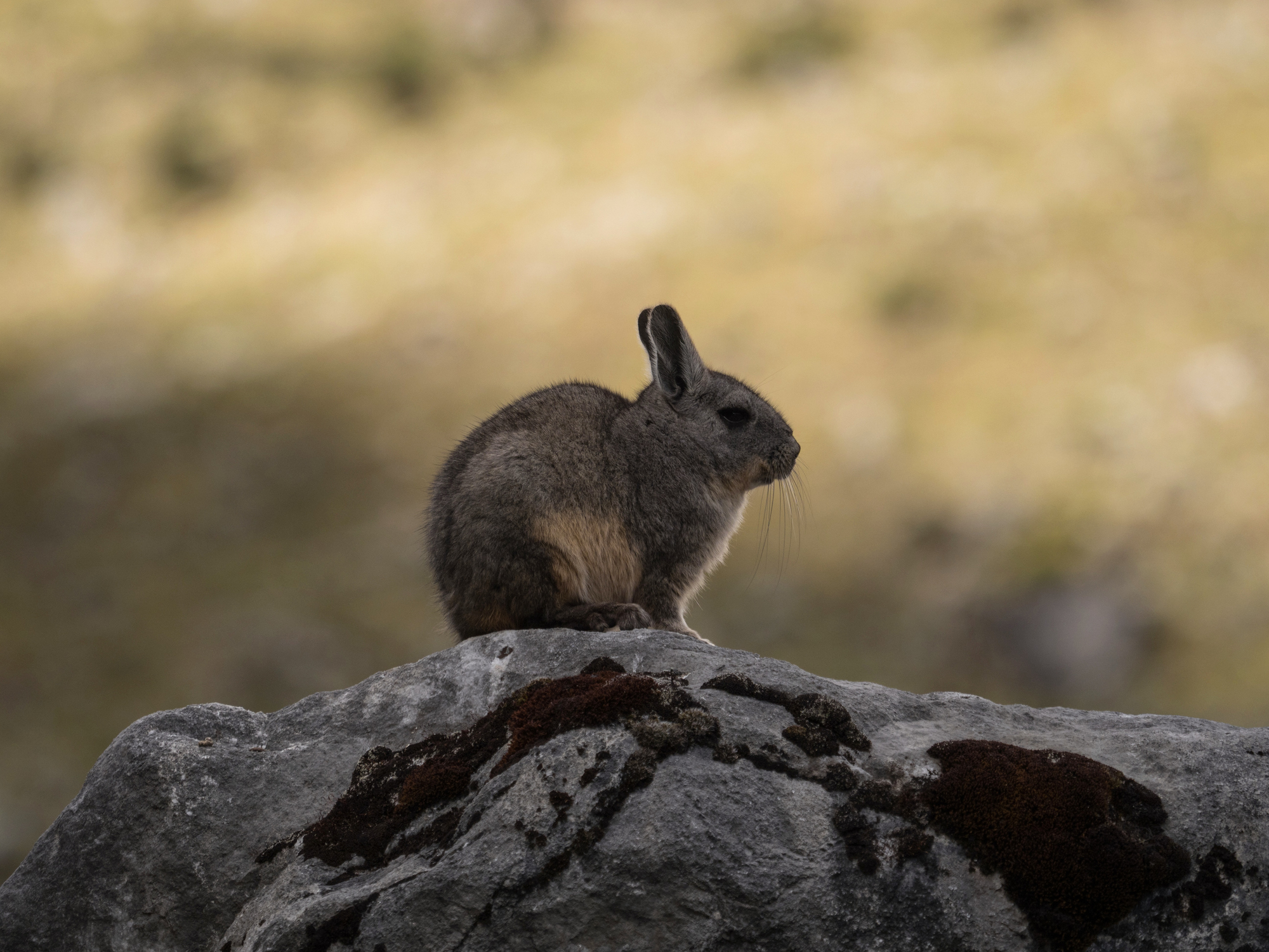 It might look like a rabbit and act like a rabbit, but this is no rabbit – OR even a hare, instead it's something far more peculiar...