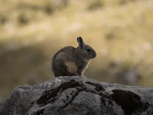 Closeup portrait of a Southern viscacha vizcacha rodent Lagidium viscacia sitting on rock in Cordillera Huayhuash Peru Closeup portrait of a Southern viscacha vizcacha rodent Lagidium viscacia standing on a rock on Cordillera Huayhuash Circuit Ancash Huanuco Peru South America
