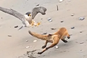 Falcon attacks fox Falcon attacks fox