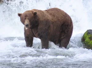 Fat Bear Week Fat Bear Week 2025 winner 32 Chunk