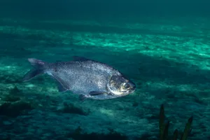 Gizard shad swimming in spring GriffinGillespie/ Getty Images
