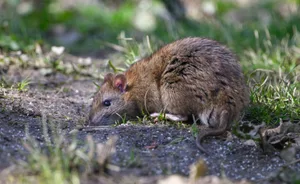 Brown rat in a domestic garden Brown Rats carry many nasty diseases which they can spread to humans, normally through their urine. including; Leptospirosis or Weil's disease, Salmonella, Listeria, Toxoplasma gondii and Hantavirus. Brown Rats can inflict a great amount of structural damage. Rats feed on grain and may be attracted to your garden by fallen food from bird feeders. Stop feeding birds if you suspect rats are visiting your garden and secure chicken runs. Store bird and other animal food in secure containers.