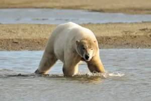 Polar bear in Alaska Polar bear in Alaska