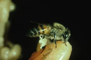 africanised honey bee: apis mellifera collecting resin from tree panama