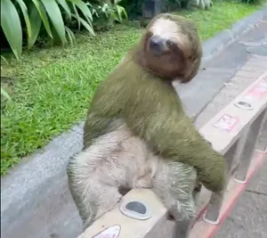 Tabacon sloth Tabacon sloth