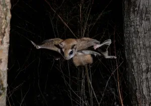 Northern flying squirrel Northern flying squirrel