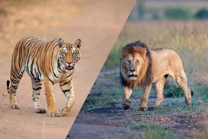 Can tigers and lions coexist? Can tigers and lions coexist?
