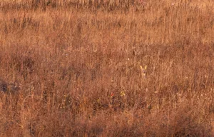 A roe deer camouflages itself in the wild A roe deer camouflages itself in the wild