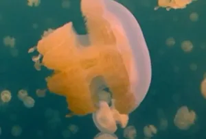 Golden jellyfish Golden jellyfish