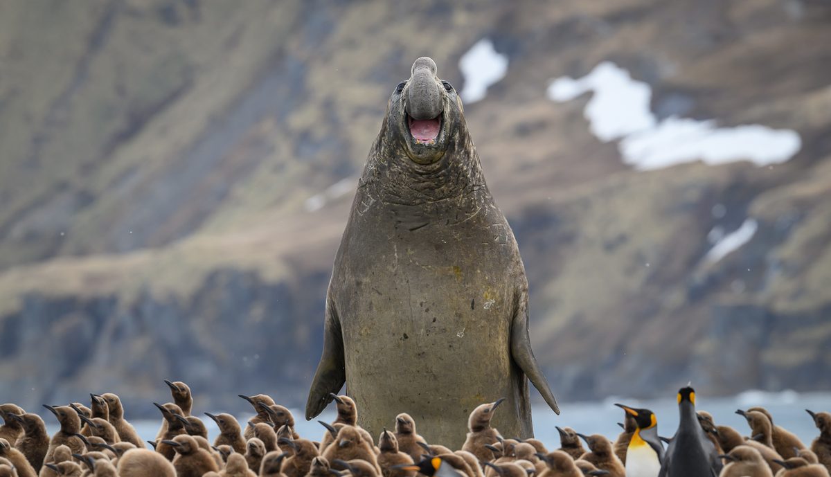 Funniest animal photos of 2026 announced (number 7 is utterly hilarious) | Discover Wildlife
