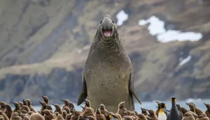 Credit: Marek-Jackowski/Nikon Comedy Wildlife Awards Credit: Marek-Jackowski/Nikon Comedy Wildlife Awards