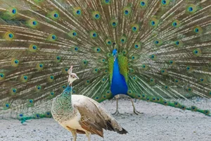 sexual dimorphism A peacock and peahen are an example of sexual dimorphism
