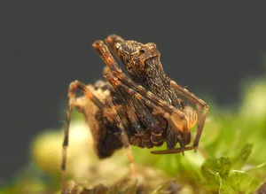 Raven’s Assassin Spider