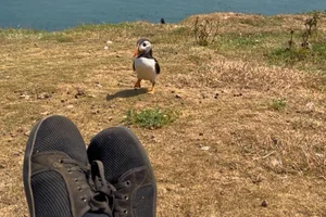 Puffin on Skomer Island Puffin on Skomer Island