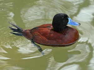 Argentine Blue bill has the biggest penis Argentine Blue bill has the biggest penis
