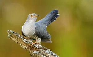 Cuckoo Common cuckoo (Cuculus canorus)