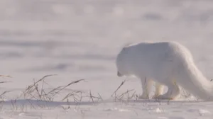 Arctic fox hunting Arctic fox hunting