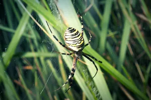 Wasp spider Wasp spider, Argiope bruennichi