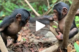 Chimps