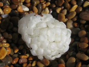 common whelk egg case