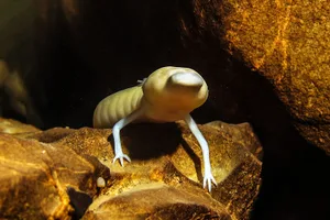 Olm Olm in a cave