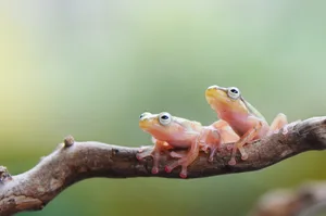 Golden Frog macro frog insect animal/ Getty Images