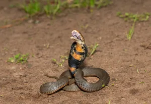 The feared Mozambique Spitting Cobra (Naja mossambica) Craig Cordier/Getty Images