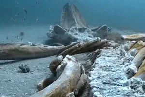 Whale fall Whale fall