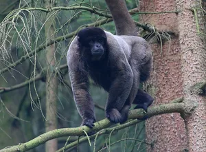 Brown Woolly Monkey (Lagothrix lagotricha) Woolly monkey