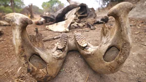 Close-up View of Elephant Skull and Tusks in Kafue National Park SimonSkafar/Getty Images