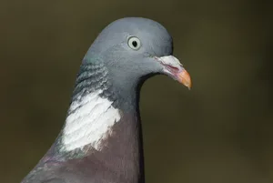 Dove vs pigeon Dove vs pigeon