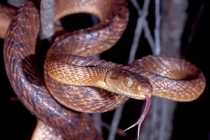 Brown Tree Snake Ken Griffiths/Getty Images