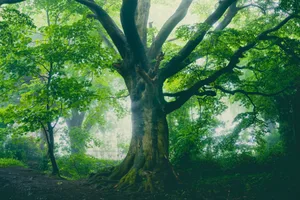Sycamore tree Sycamore tree