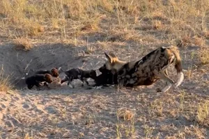 African wild dogs African wild dogs