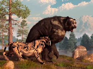 A saber-toothed cat tries to drive a short-faced bear out of its territory. The bear is annoyed and roars back in retaliation. A saber-toothed cat tries to drive a short-faced bear out of its territory. The bear is annoyed and roars back in retaliation.