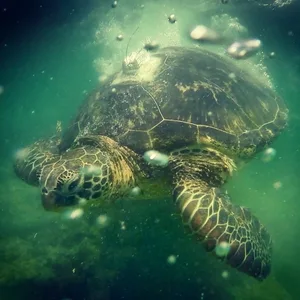Yellow-morph green turtle Yellow-morph green turtle, Chelonia mydas, in the Galápagos Islands