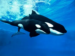 what’s the difference between whales and dolphins what's the difference between whales and dolphins