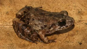 neotropical-amphibian Frog