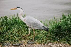 Do birds have knees? Do birds have knees?