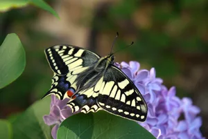 European_Swallowtail_Lilac_HAB European_Swallowtail_Lilac_HAB Helen Briolat
