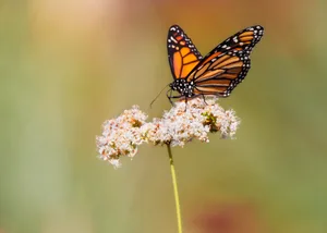 Poisonous butterflies Poisonous butterflies