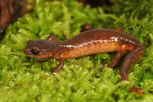 Closeup on a female Ensatina eschscholtzii intermediate form salamander from Northern California Wirestock/ Getty Images