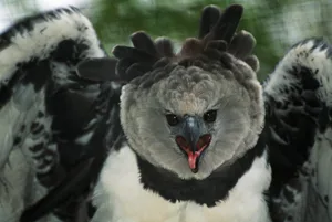 Harpy Eagle