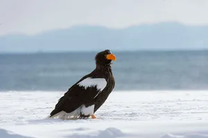 A Steller’s sea eagle (Haliaeetus pelagicus) with a fish JAPAN - 2016/02/01: A Steller's sea eagle (Haliaeetus pelagicus) with a fish near Rausu, a small fishing town which is located on the east end of the Shiretoko Peninsula on Hokkaido Island, Japan. (Photo by Wolfgang Kaehler/LightRocket via Getty Images)