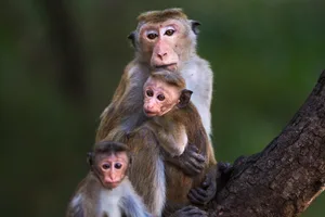 Toque macaque young male hugging an infant Toque macaque guide
