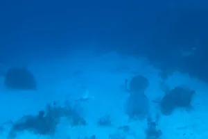 Leopard shark leucism Leopard shark leucism